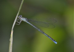Enallagma exsulans