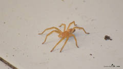 Micrommata