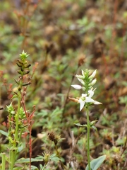 Coutoubea spicata