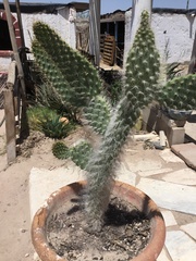 Opuntia senilis