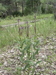 Verbena macdougalii