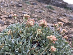 Eriogonum androsaceum