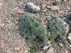 Eriogonum androsaceum