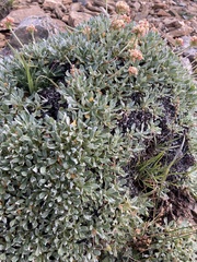 Eriogonum androsaceum