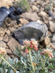 Eriogonum androsaceum