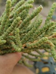 Arthrocaulon macrostachyum