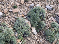 Eriogonum androsaceum