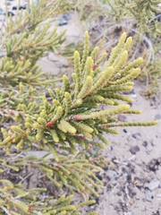 Arthrocaulon macrostachyum