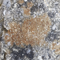 Protoblastenia rupestris