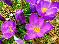 Crocus vernus