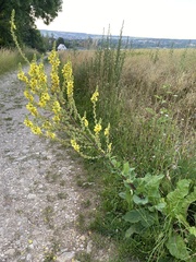 Verbascum nigrum