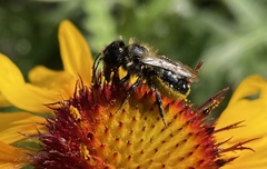 Osmia montana