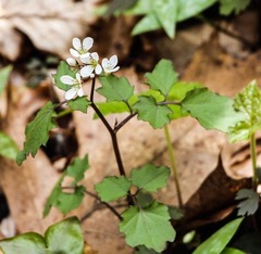 Cardamine flagellifera
