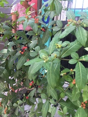 Magnoliopsida