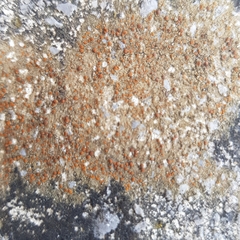 Protoblastenia rupestris