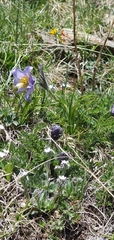 Pulsatilla violacea