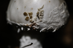 Amanita strobiliformis