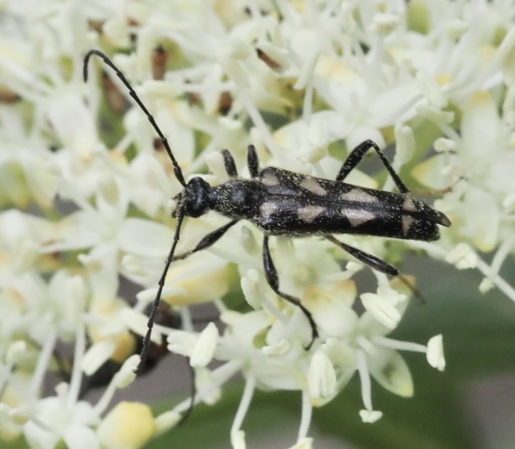 Long-winged Longhorn Beetle