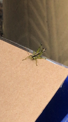 Melanoplus gracilis