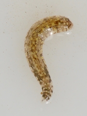 Glossiphonia complanata