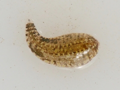 Glossiphonia complanata