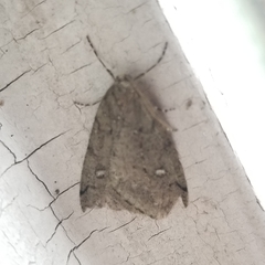 Paleacrita merriccata