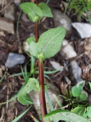 Campanula glomerata glomerata