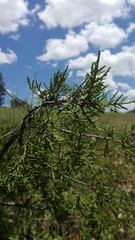 Juniperus deppeana deppeana