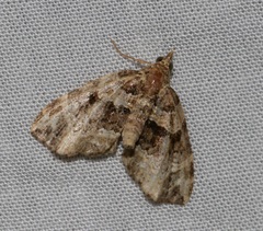 Chaetolopha incurvata