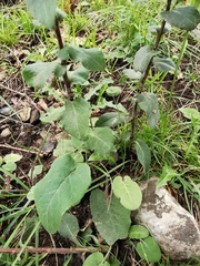 Campanula glomerata glomerata