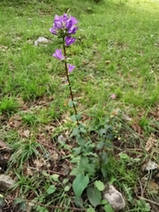 Campanula glomerata glomerata