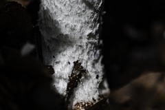 Amanita strobiliformis