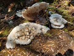 Hydnellum suaveolens