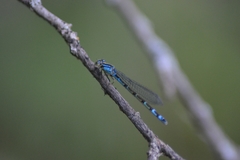 Enallagma cyathigerum