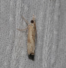 Culladia hastiferalis