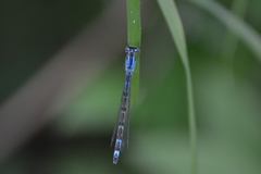 Enallagma cyathigerum