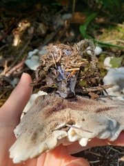 Hydnellum suaveolens