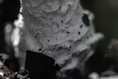 Amanita strobiliformis