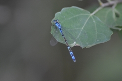 Enallagma cyathigerum