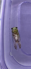 Neotibicen superbus