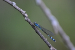 Enallagma cyathigerum