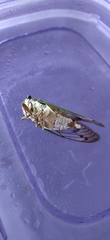 Neotibicen superbus