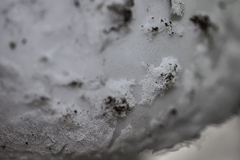 Amanita strobiliformis