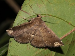 Adrapsa quadrilinealis