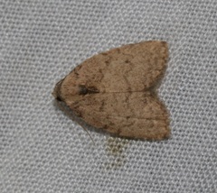 Anachrostis