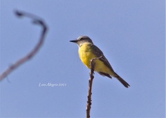 Tyrannus melancholicus