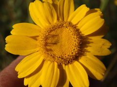 Lepidophorum repandum
