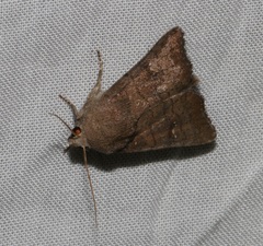 Athetis stellulata