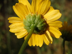 Lepidophorum repandum