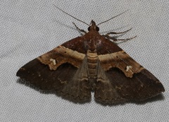 Bertula retracta